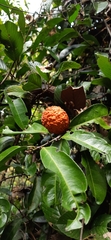 Maclura
