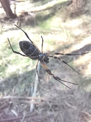 Trichonephila edulis