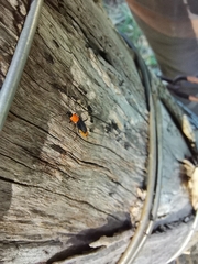 Chauliognathus tricolor