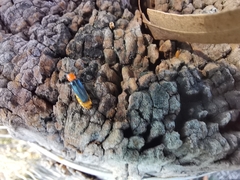 Chauliognathus tricolor