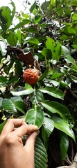 Maclura