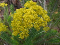 Cassinia cunninghamii