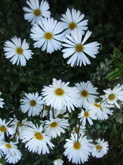 Dolichoglottis scorzoneroides