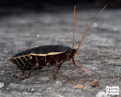 Polyzosteria limbata