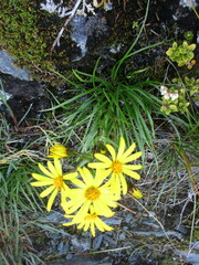 Dolichoglottis lyallii