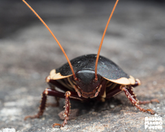 Polyzosteria limbata