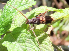 Phoracantha semipunctata