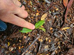 Chiloglottis cornuta