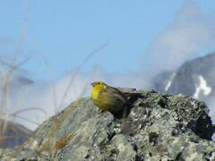 Emberiza citrinella caliginosa