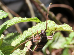 Phoracantha semipunctata