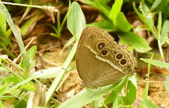 Mycalesis mineus