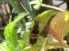 Phoracantha semipunctata