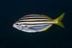 Atypichthys strigatus