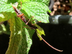 Phoracantha semipunctata