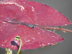 Pseudagrion salisburyense