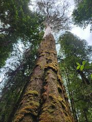 Eucalyptus regnans