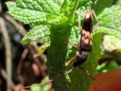 Phoracantha semipunctata