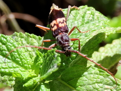Phoracantha semipunctata