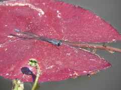 Pseudagrion salisburyense