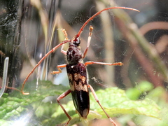 Phoracantha semipunctata