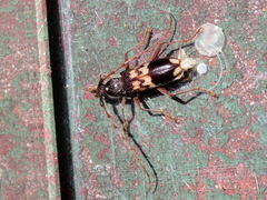 Phoracantha semipunctata