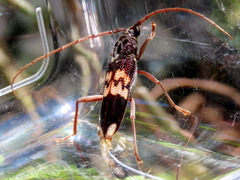 Phoracantha semipunctata