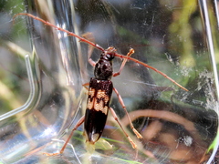Phoracantha semipunctata