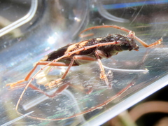 Phoracantha semipunctata