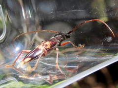 Phoracantha semipunctata