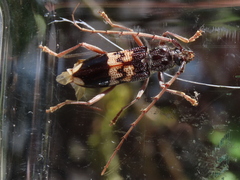 Phoracantha semipunctata