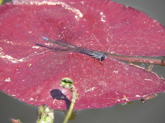 Pseudagrion salisburyense