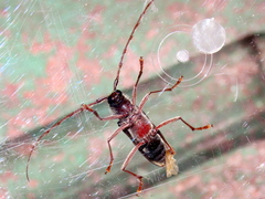 Phoracantha semipunctata
