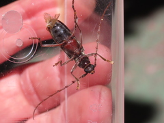 Phoracantha semipunctata