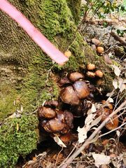 Armillaria novae-zelandiae