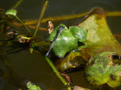 Pseudagrion salisburyense