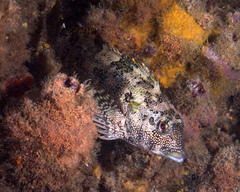 Chironemus marmoratus