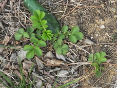 Agrimonia pilosa