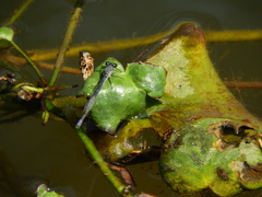 Pseudagrion salisburyense