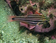 Ostorhinchus limenus