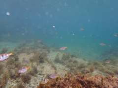 Atypichthys strigatus