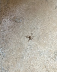 Anyphaena accentuata