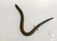 Scelotes bidigittatus