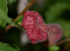 Eriosoma lanuginosum
