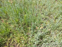 Pseudognaphalium californicum