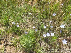 Wahlenbergia undulata