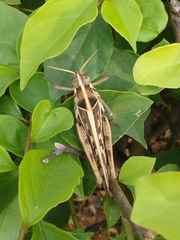 Cyrtacanthacris tatarica