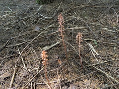 Corallorhiza maculata occidentalis