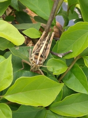 Cyrtacanthacris tatarica