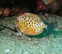 Anoplocapros inermis