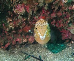 Anoplocapros inermis